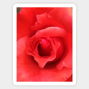 Red Rose Sticker